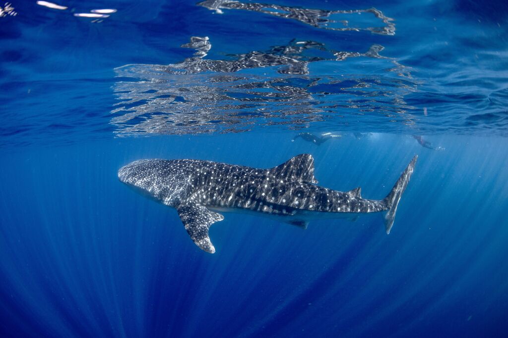 53fa1372-33a9-410f-9337-a7ef4983fea6