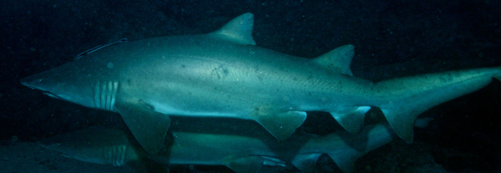 8af98c5a-77d3-4633-96bf-843dbdf950e8