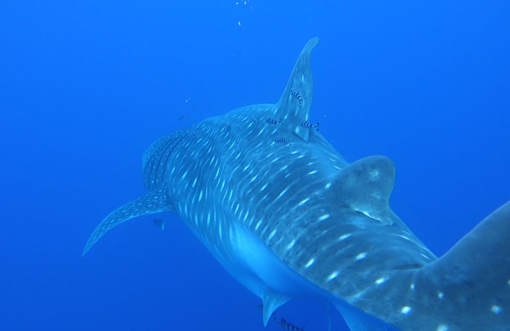 4f995d95-224f-481a-aa50-8e91482eeb10