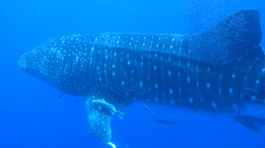 4f995d95-224f-481a-aa50-8e91482eeb10