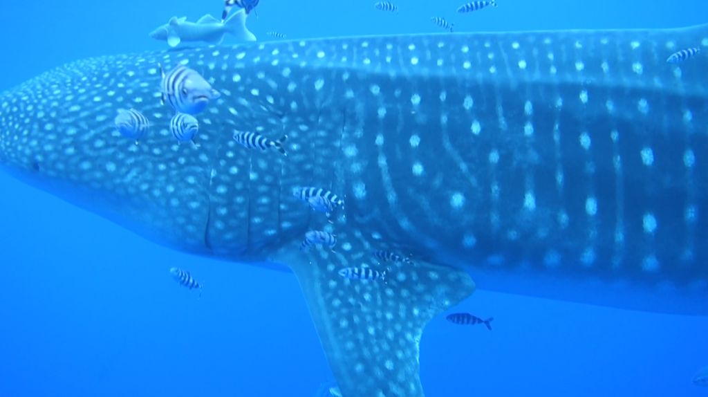 4f995d95-224f-481a-aa50-8e91482eeb10