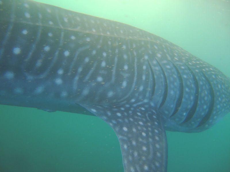 202b9247-7b99-4ea0-b1c9-da3228c1c174