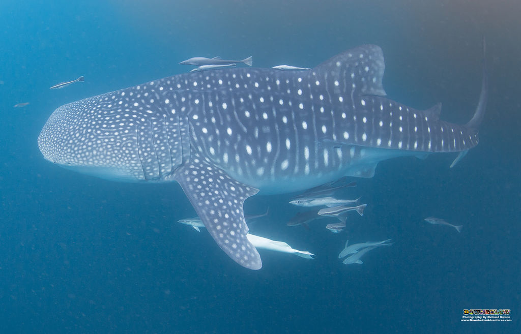 d012cc99-f664-476a-bb89-c201847119b5