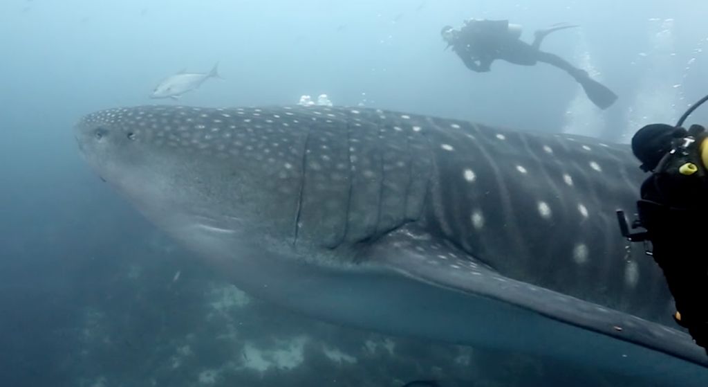 aef6c435-f67e-441c-a4ea-d18a823403e6