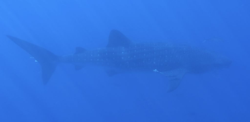 e5154836-75e8-491f-90f0-f52034f1ed92