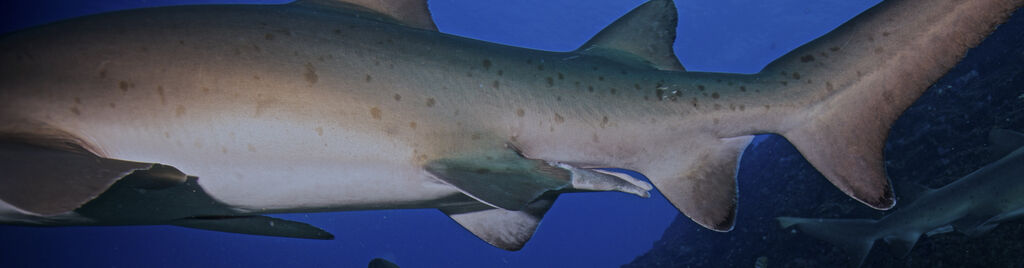 2262e357-43be-4ada-80a1-67455d38b13c