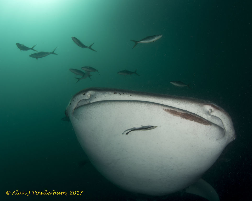 c54f7c50-5c32-43ce-8088-8bb1ba90a547