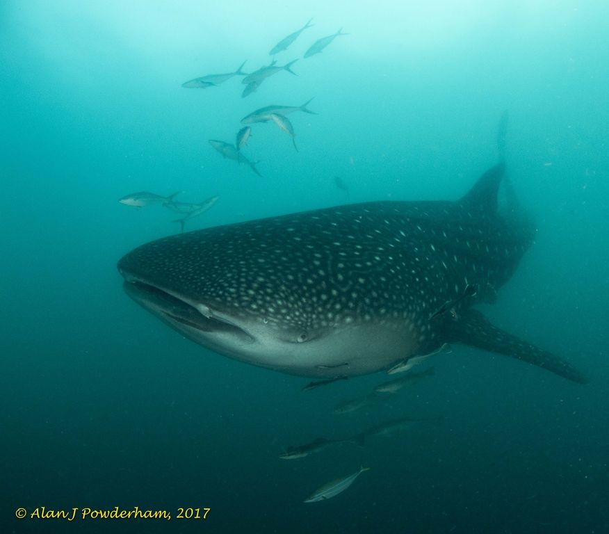 c54f7c50-5c32-43ce-8088-8bb1ba90a547