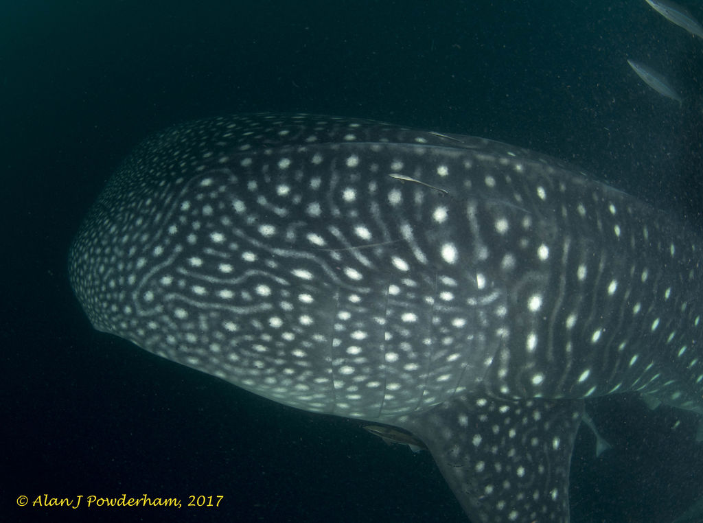 c54f7c50-5c32-43ce-8088-8bb1ba90a547