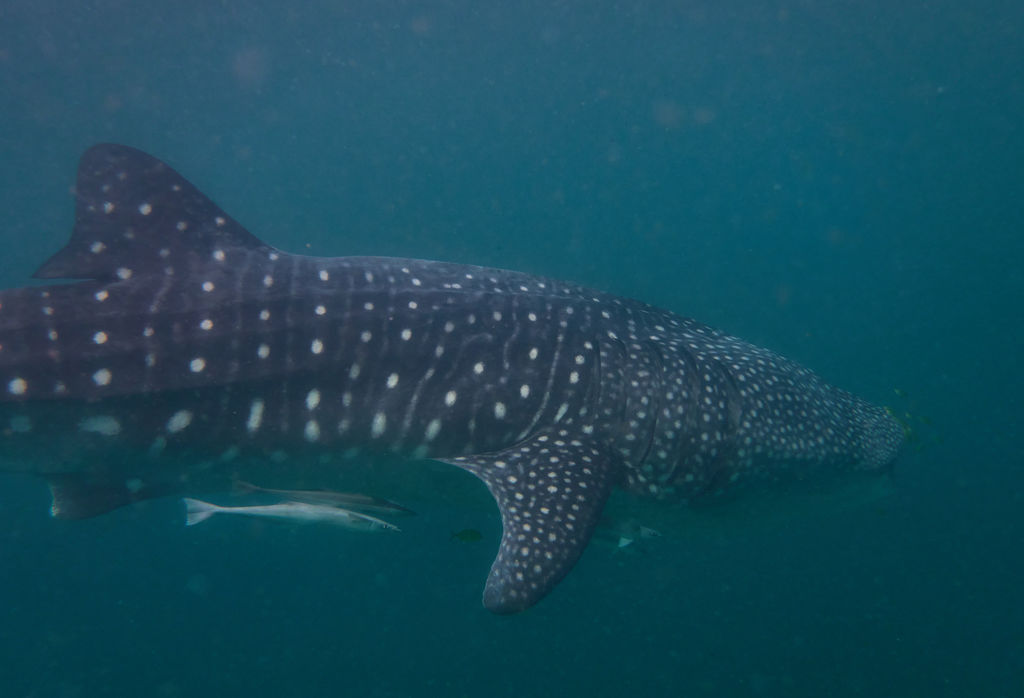 03b0cf96-88e5-4c3a-ac56-eb27343a48ea