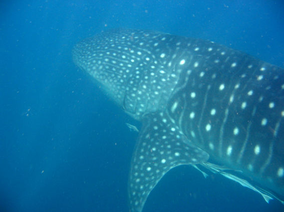 4094ca4d-32f3-4928-a59e-cbb503eeef4a