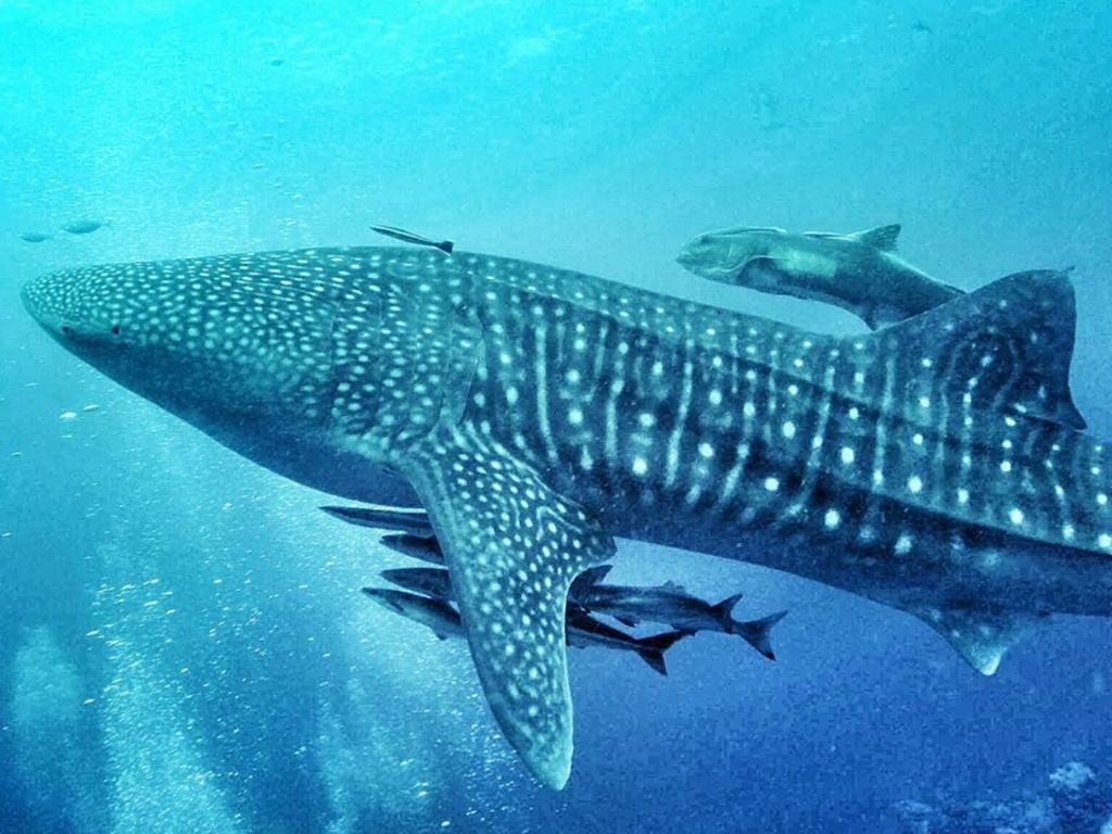 e451bef3-7813-42d5-80f2-73c3058c89fd