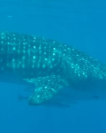 a95e52ed-a794-4308-ba32-27775ad4227a