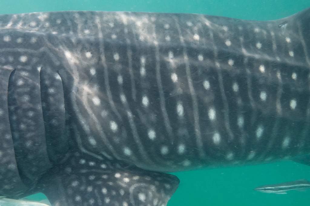 4038c20c-3264-4d79-b16c-fcf8b76ab911