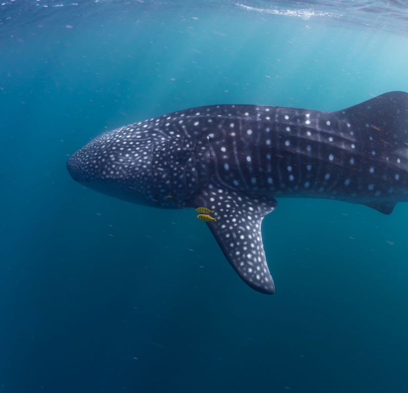 6683e7aa-1faf-4a20-8af7-653615a849e9