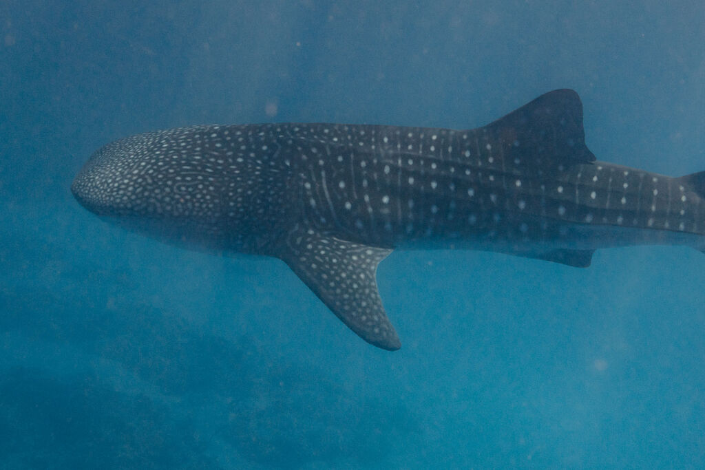 e30b7027-0b99-4500-b401-301a6c53cd99