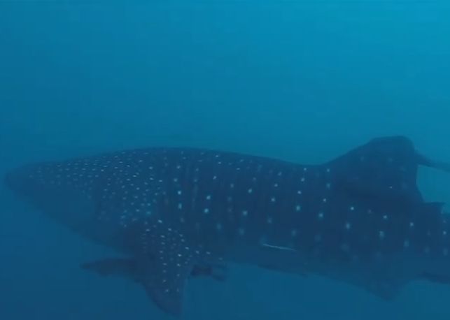 0281a398-e47f-4305-a63e-cac5e0ef2d1f