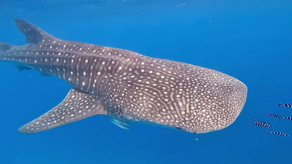 9cac655b-b9b9-4e1b-b287-9062dc80c2ff