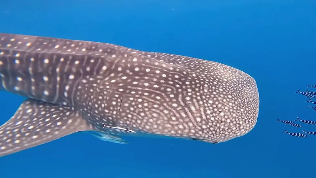 9cac655b-b9b9-4e1b-b287-9062dc80c2ff