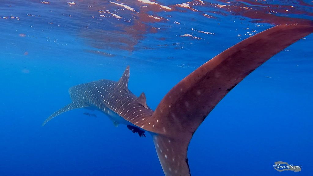 9cac655b-b9b9-4e1b-b287-9062dc80c2ff