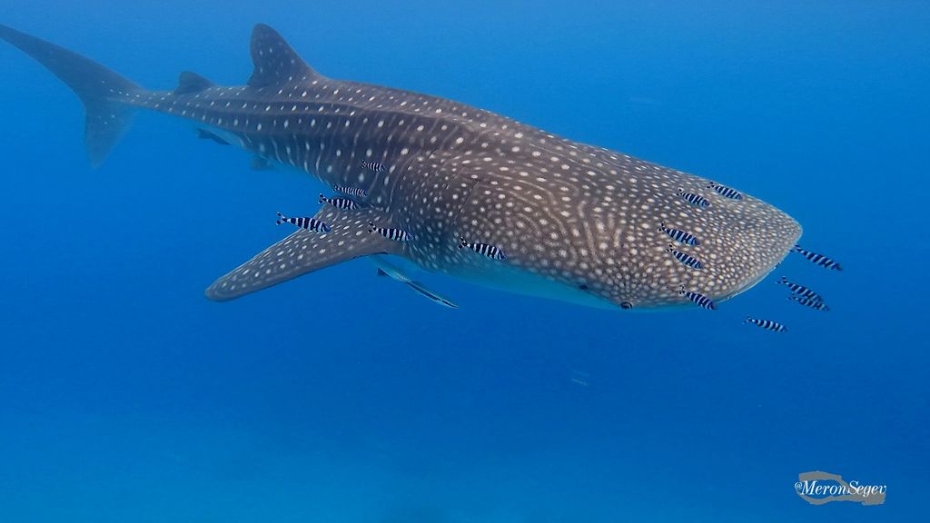 9cac655b-b9b9-4e1b-b287-9062dc80c2ff