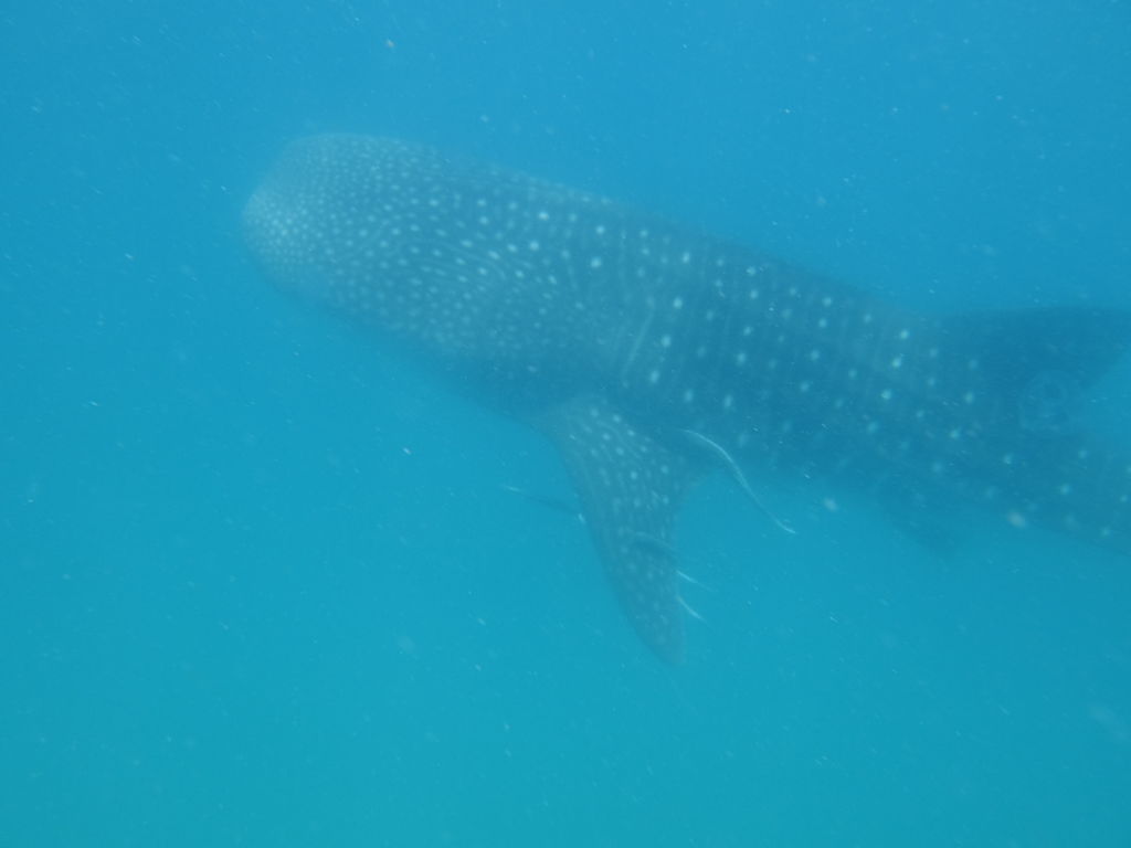 ae74a12c-bd80-40df-8a7e-24e04bc86ca1