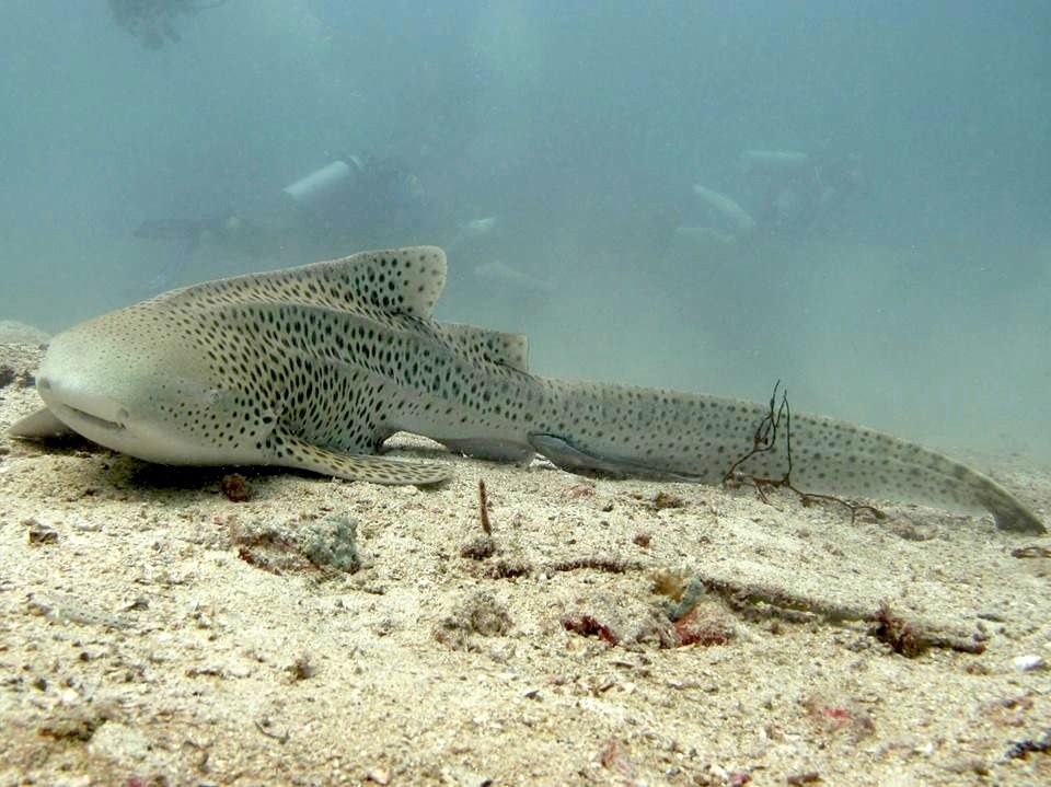 247d6b8e-b1d4-4164-96e1-35ea7bc91138