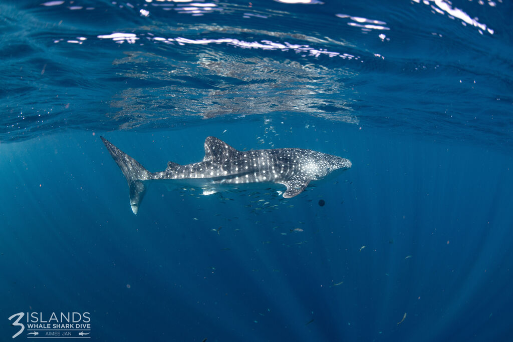 fe2335de-b43c-4042-a158-a93469583e71