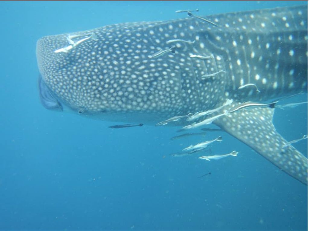 9878ba73-8d2e-4fd0-9b8f-979e7d51d7c8