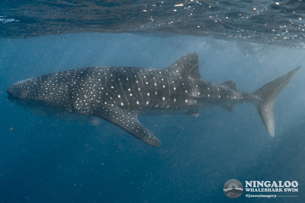 37d63263-c223-4ba0-9752-c09b5a06d5a8