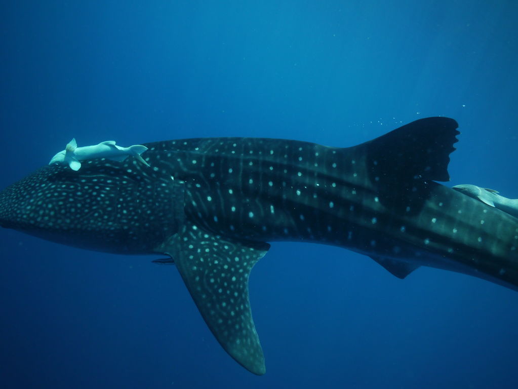 0b8cdb31-cc19-4fcd-848b-7dc49a7bdaf1