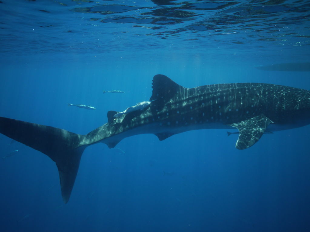 0b8cdb31-cc19-4fcd-848b-7dc49a7bdaf1