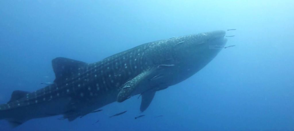 61e93266-809e-4f6f-a93e-d145664d2cc6