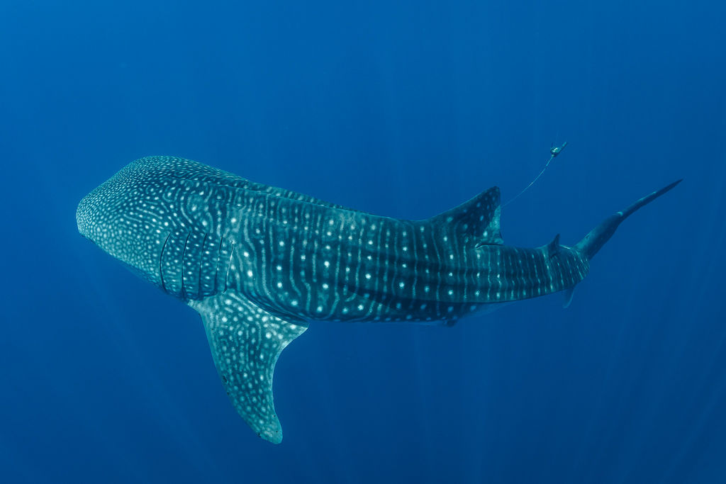 270a7a9a-c98e-425f-967c-24439723414c