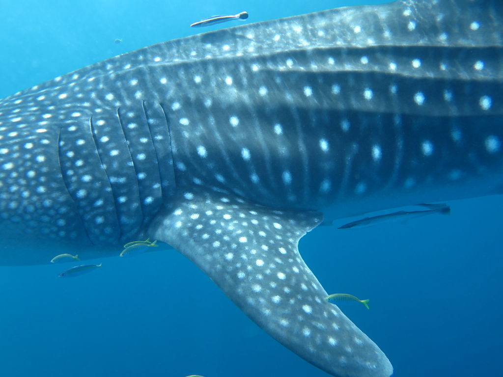 484d6beb-f0ad-40d2-927a-267f6e089635