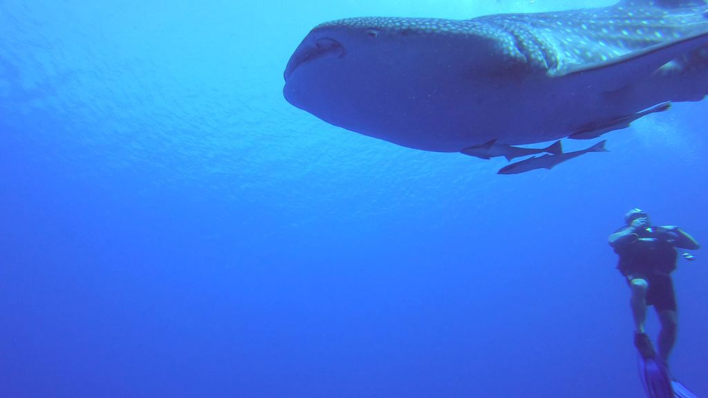 973dd312-fa6b-4b4a-85e3-9a78f5041143