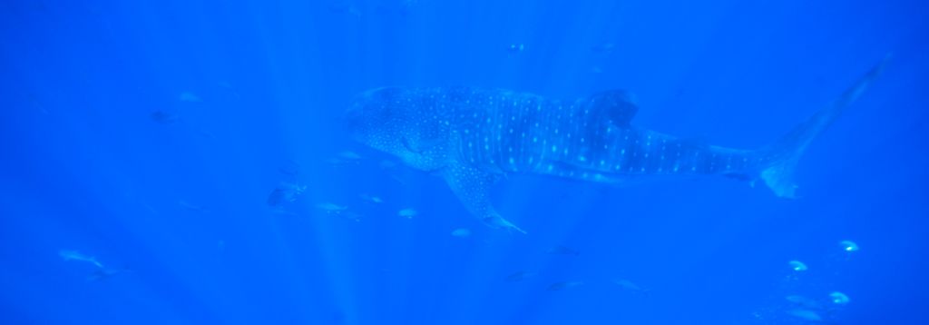 3910ce84-47e3-4d8a-a006-d7e1d21f9727