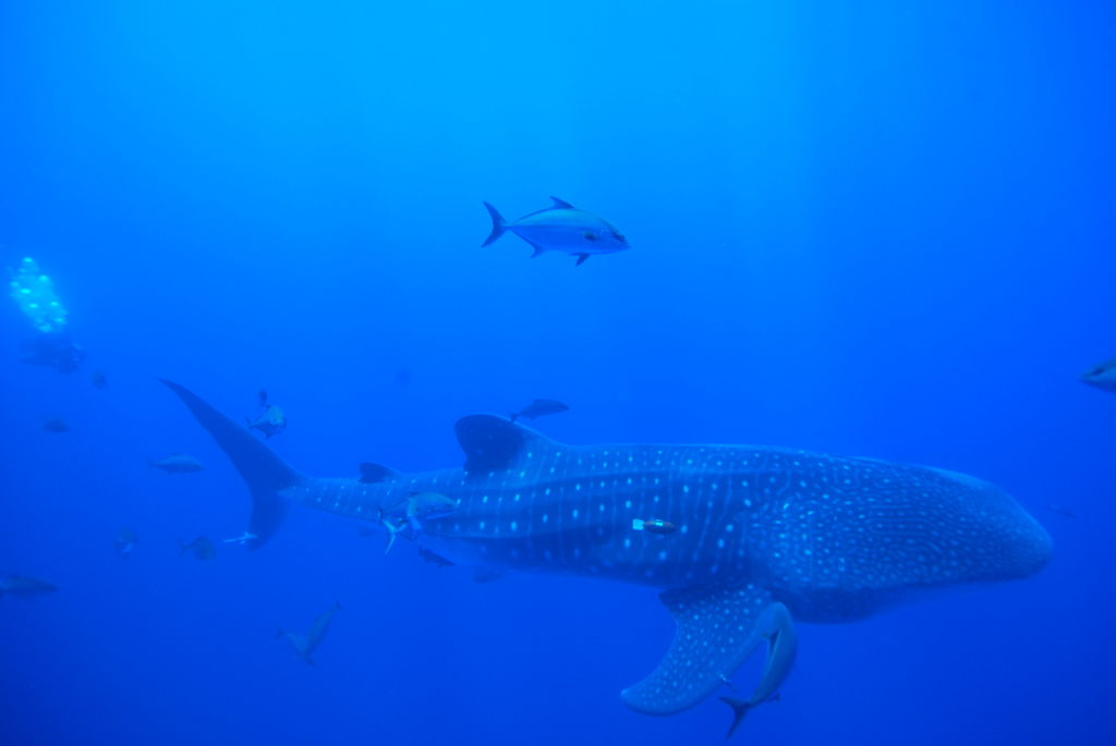 3910ce84-47e3-4d8a-a006-d7e1d21f9727