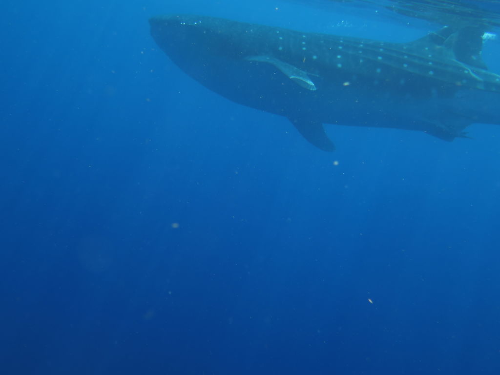 34e85dbe-c286-4534-9163-40c39939316c