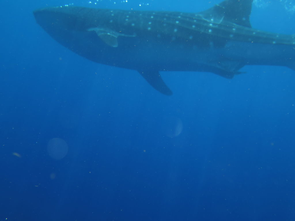 34e85dbe-c286-4534-9163-40c39939316c