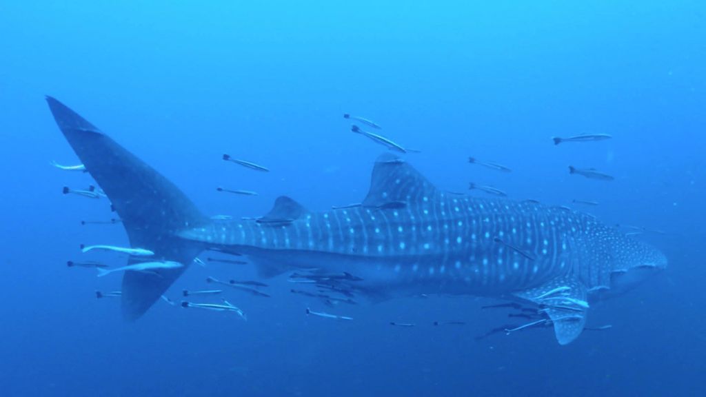 f1cf01d6-63e6-4495-9c63-98b14e43c8e8