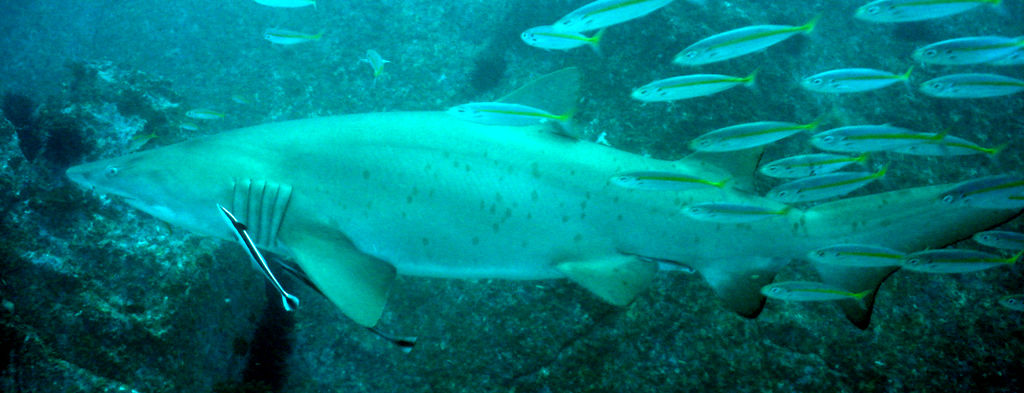 c577eb15-0da9-4e83-95d8-69cf112994c9