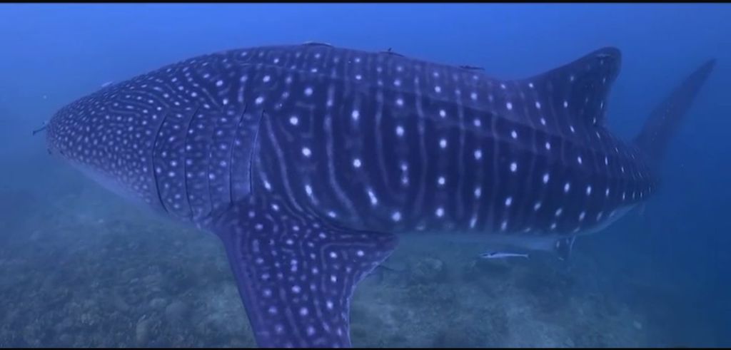 2ccdae27-e680-4232-ab22-32be2c8a3a91