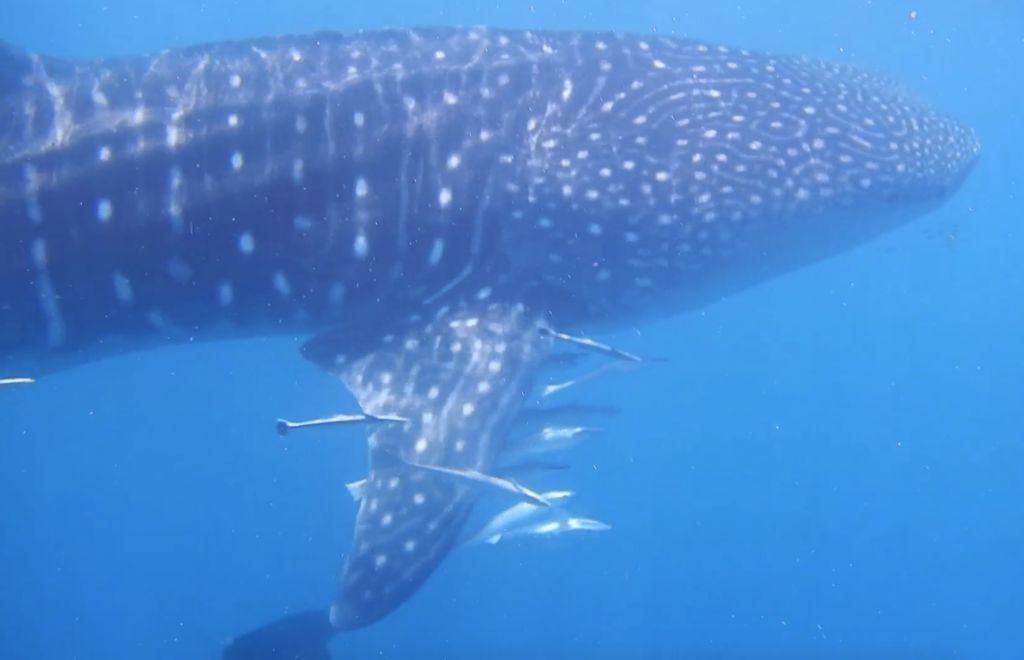 618f4fa0-2141-4fd8-909b-b725cd1a6077