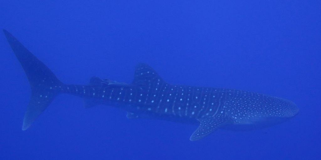 d2d0085b-90d6-4834-b731-3f149da07082