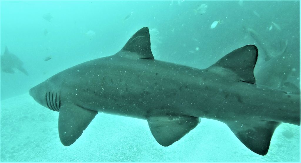 0796f4c1-05ae-4df1-b421-1caad3128b07