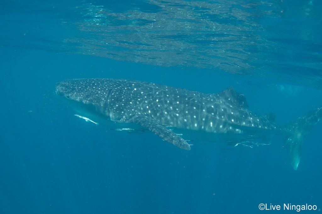 932c3176-eb50-4662-b501-e6f8196372b1