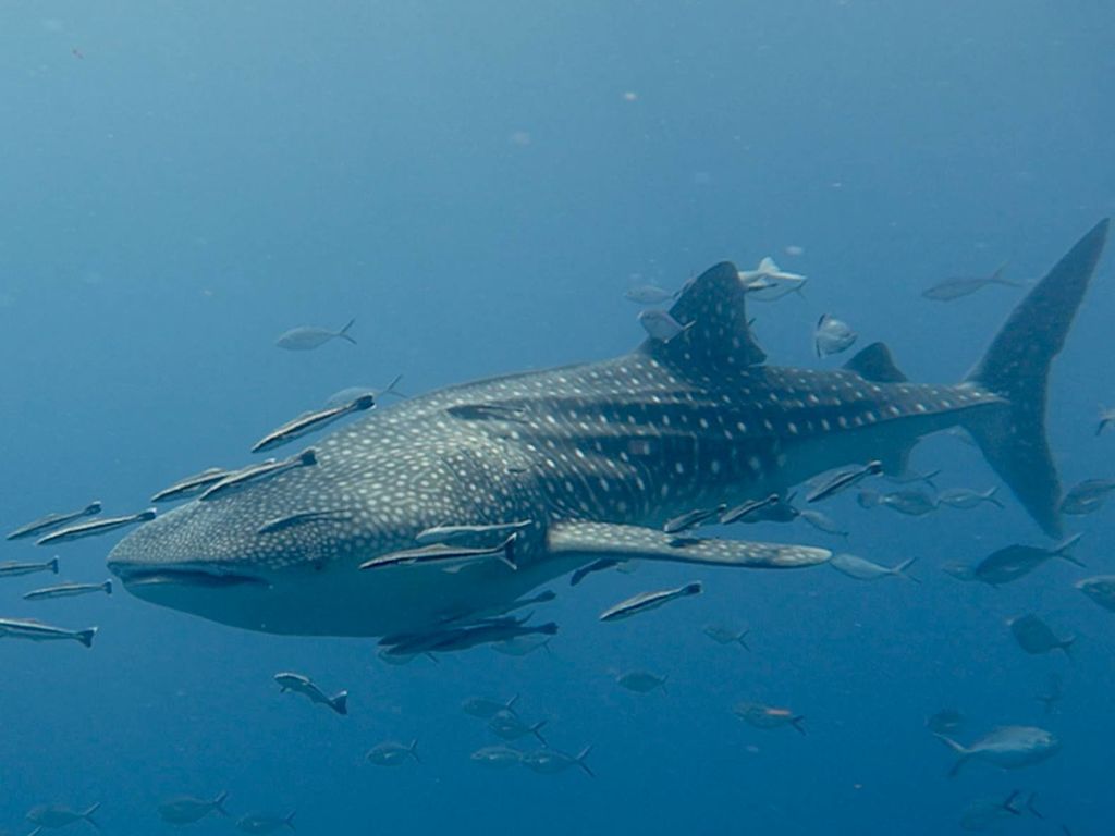 a98cc636-e182-4ab2-b93e-85b7980b9666