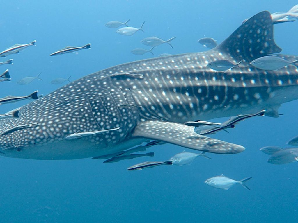 a98cc636-e182-4ab2-b93e-85b7980b9666