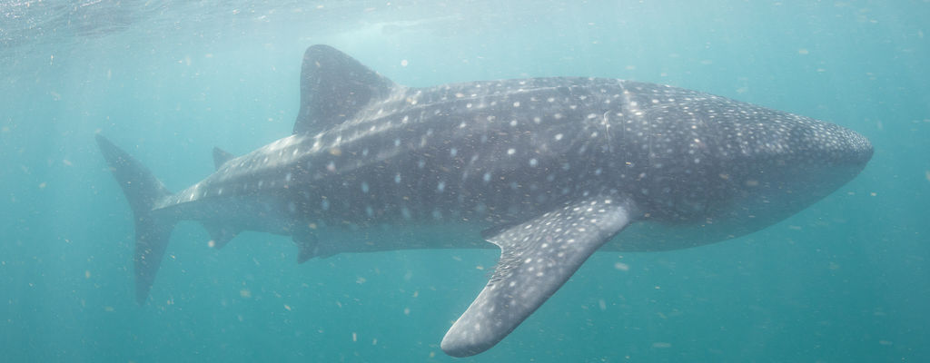 3b14eac8-1ed1-4574-9c2c-83e3a6f2dcca